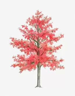 Illustration of Liquidambar (Sweet Gum) tree