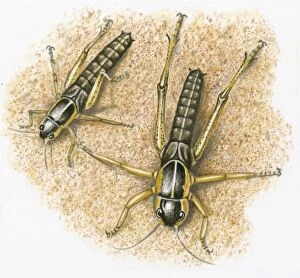 Images Dated 2nd September 2008: Illustration of Locust nymph showing second molt and change in size