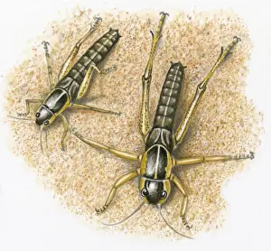 Molting Prints: Illustration of Locust nymph showing second molt and change in size