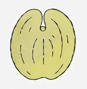 Illustration of Lodoicea maldivica (Coco de Mer) seed