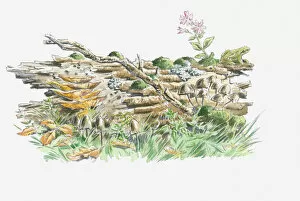 Bark Collection: Illustration of log one year from falling with moss, lichen, fungi and plants and frog