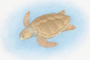 Turtle Prints: Illustration of Loggerhead Sea Turtle (Caretta caretta), swimming