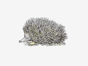 Images Dated 10th May 2011: Illustration of Long-beaked Echidna (Zaglossus)