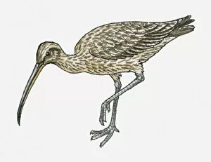 Images Dated 4th May 2010: Illustration of Long-billed Curlew (Numenius americanus)