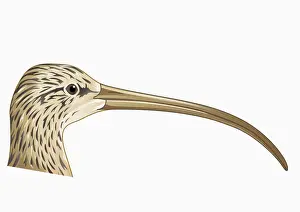 Illustration of Long-billed Curlew (Numenius americanus), profile showing long curved beak