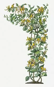 Images Dated 15th May 2017: Illustration of Lonicera japonica (Japanese Honeysuckle) with yellow flowers on vine with green