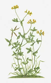 Images Dated 10th February 2012: Illustration of Lotus corniculatus (Birds Foot Trefoil) with yellow flowers