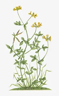 Illustration of Lotus corniculatus (Birds Foot Trefoil) with yellow flowers and pea-like pods on long stems with green leaves