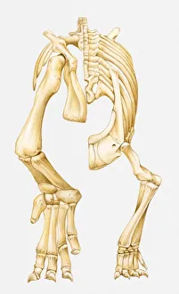 Images Dated 8th April 2010: Illustration of the lower skeleton of an Euparkeria, a theocodont archosaur, Early Triassic period