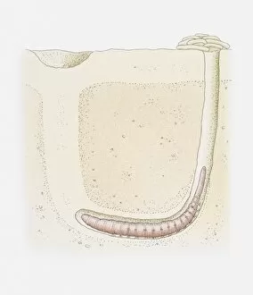 Images Dated 2nd June 2010: Illustration of a lugworm burrow, cross-section