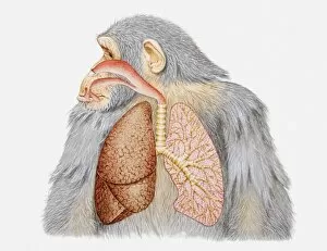 Images Dated 25th May 2010: Illustration of lungs and respiratory system of a chimpanzee