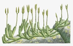 Illustration of Lycopodium clavatum (Wolf s-Foot Clubmoss, Stag s-horn Clubmoss) with upright stems bearing spore cones