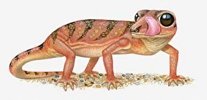 Animal Behaviour Gallery: Illustration of Madagascar Ground Gecko (Paroedura pictus) standing with tongue out