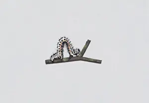 Illustration of Magpie Moth (Abraxas grossulariata) caterpillar on stem