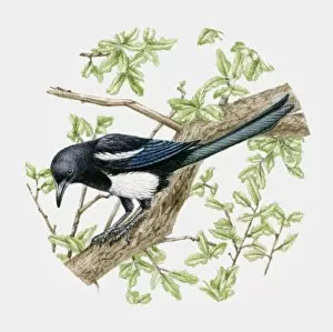 Illustration of a Magpie (Pica pica) sitting on a tree