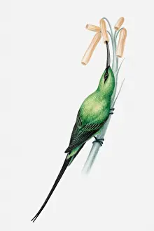 Tropical Bird Prints: Illustration of a Malachite sunbird (Nectarinia famosa) sucking nectar out of flower