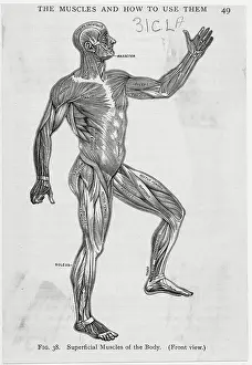 Illustration of Male Body Muscular System