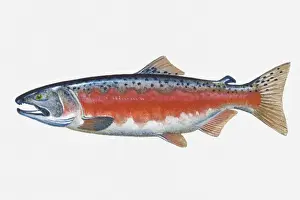 Ink And Brush Prints: Illustration of male Coho Salmon (Oncorhynchus kisutch) fish