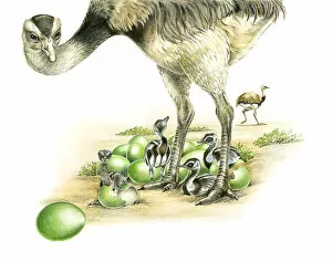 Illustration of male Emu (Dromaius novaehollandiae) standing over young birds hatching from green eggs as another Emu