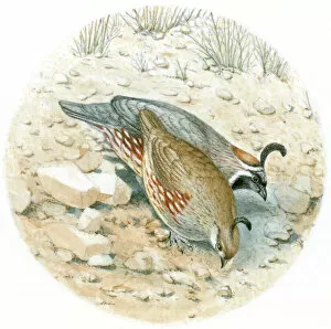 Illustration of male and female Gambels Quail (Callipepla gambellii) pecking on desert floor
