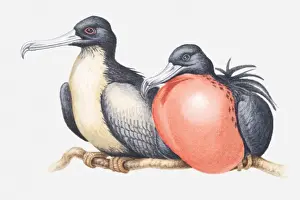 Side By Side Prints: Illustration of male and female Magnificent frigatebirds (Fregata magnificens) sitting side by side