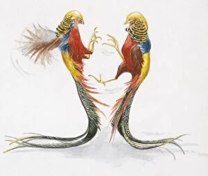 Illustration of two male Golden Pheasant or Chinese Pheasant (Chrysolophus pictus), fighting