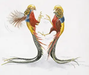 Long Prints: Illustration of two male Golden Pheasant or Chinese Pheasant (Chrysolophus pictus)