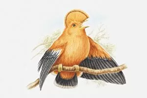 Illustration of a male Guianan cock-of-the-rock (Rupicola rupicola) on a branch, calling
