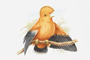 Tropical Bird Prints: Illustration of a male Guianan cock-of-the-rock (Rupicola rupicola) on a branch, calling