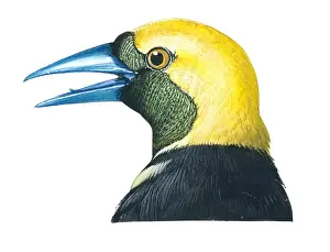 Mouth Open Prints: Illustration of male Hooded Oriole (Icterus cucullatus)