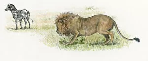 Images Dated 2nd September 2008: Illustration of male lion stalking zebra on grassland