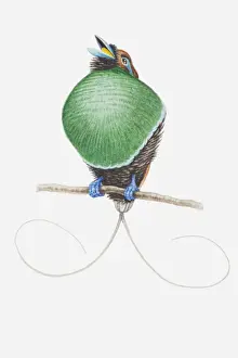 Illustration of a male Magnificent bird of paradise (Cicinnurus magnificus) showing off his curved tail feathers