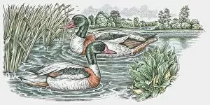 Images Dated 23rd November 2009: Illustration of two male Mallard (Anas platyrhynchos) ducks swimming on pond