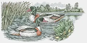 Mallard Prints: Illustration of two male Mallard (Anas platyrhynchos) ducks swimming on pond