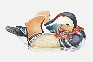 Tropical Bird Prints: Illustration of a male Mandarin duck (Aix galericulata) in water