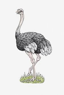 Safari Animals Gallery: Illustration of male Ostrich (Struthio camelus) standing on grass