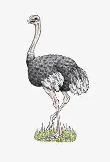 Ostrich Prints: Illustration of male Ostrich (Struthio camelus) standing on grass