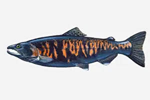 Pacific Prints: Illustration of male Pacific Masu Salmon (Oncorhynchus masou) fish