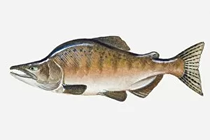 Images Dated 28th April 2008: Illustration of male Pacific Pink Salmon (Oncorhynchus gorbuscha) fish