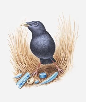 Illustration of male Satin bowerbird (Ptilonorhynchus violaceus) with collection of blue objects to attract a female