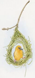 Illustration of male Slender-billed Weaver (Ploceus pelzelni) inside nest of dried grass