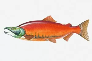Images Dated 28th April 2008: Illustration of male Sockeye Salmon (Oncorhynchus nerka) fish