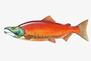 Fish Prints: Illustration of male Sockeye Salmon (Oncorhynchus nerka) fish