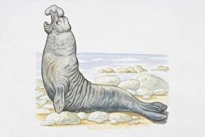 Images Dated 8th August 2006: Illustration, male Southern Elephant Seal (Mirounga leonina) on rocky coast