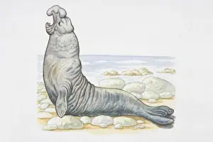 Antarctica Prints: Illustration, male Southern Elephant Seal (Mirounga leonina) on rocky coast