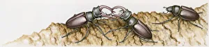 Images Dated 30th October 2008: Illustration of two male Stag Beetles (Lucanus cervus) fighting with mandibles on tree trunk