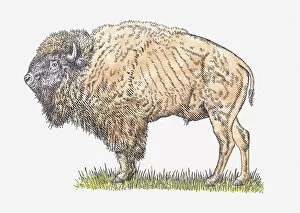 Illustration of male Steppe Bison or Steppe Wisent (Bison priscus) standing on grass