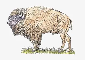 Genus Bison Prints: Illustration of male Steppe Bison or Steppe Wisent (Bison priscus) standing on grass