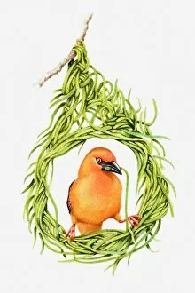 Illustration of male weaver bird building nest