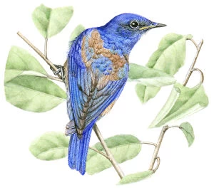 Images Dated 30th October 2008: Illustration of male Western Bluebird (Sialia mexicana) perched on narrow stem with green leaves